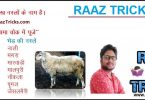 Names Of Major Breeds Of Sheep Min