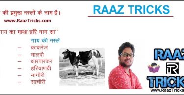 Name Of Major Breeds Of Cow Min